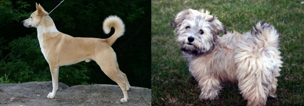 Havapoo vs Canaan Dog - Breed Comparison
