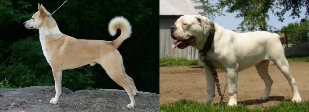Hermes Bulldogge vs Canaan Dog - Breed Comparison