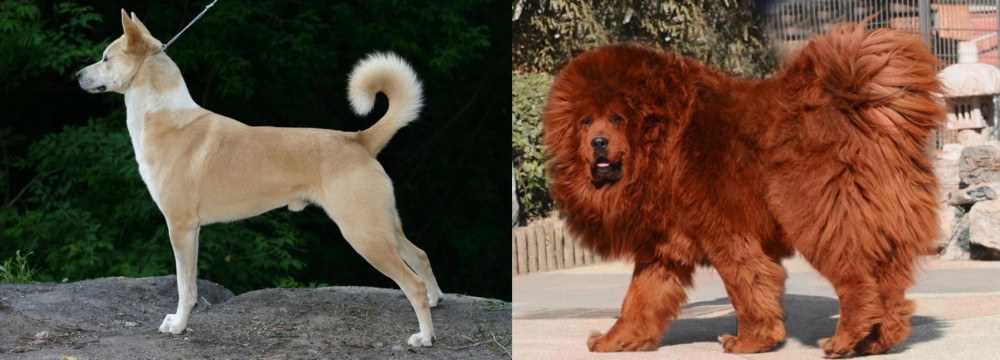 Himalayan Mastiff vs Canaan Dog - Breed Comparison