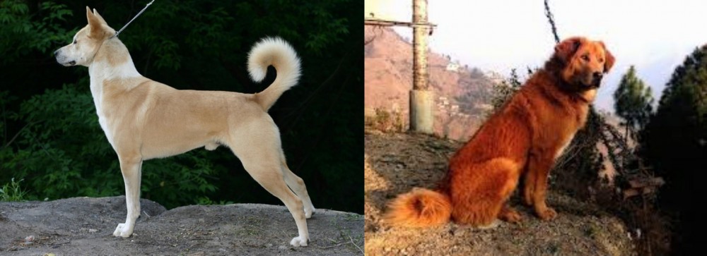 Himalayan Sheepdog vs Canaan Dog - Breed Comparison