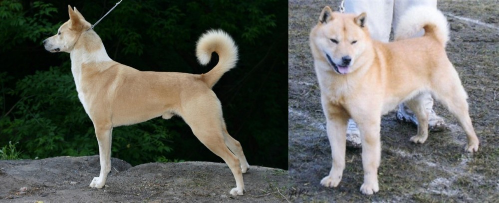 Hokkaido vs Canaan Dog - Breed Comparison