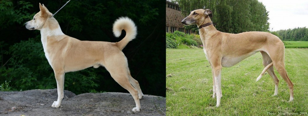Hortaya Borzaya vs Canaan Dog - Breed Comparison