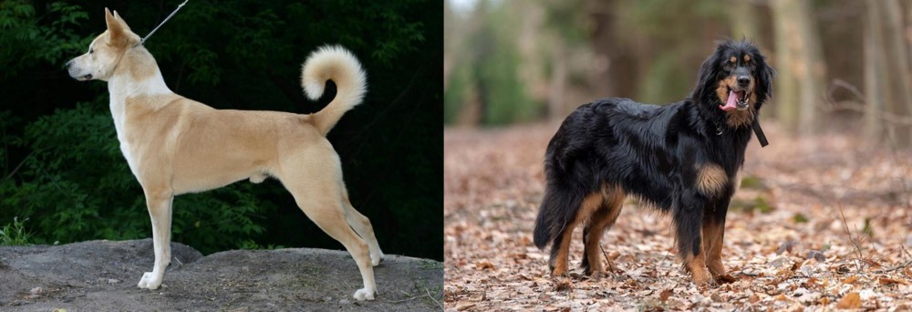 Hovawart vs Canaan Dog - Breed Comparison