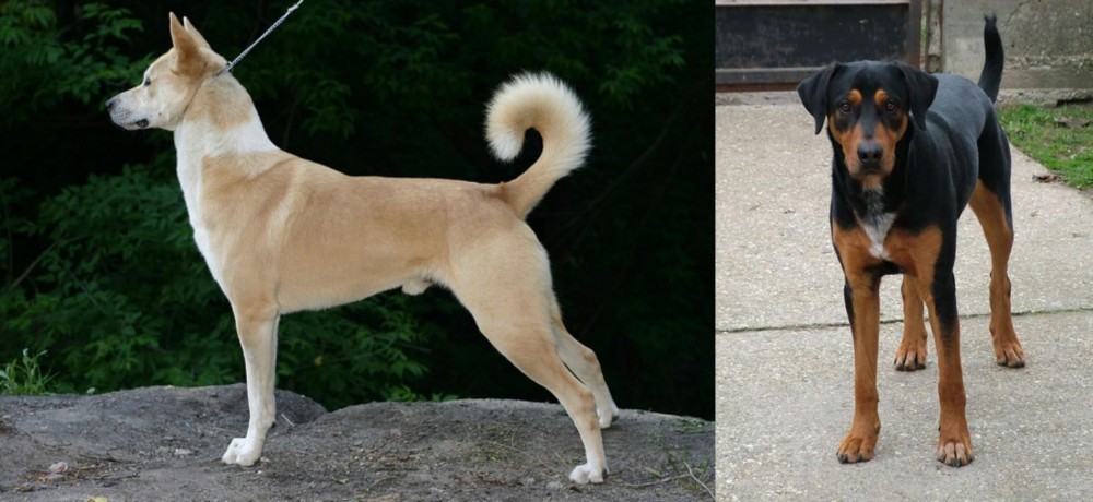 Hungarian Hound vs Canaan Dog - Breed Comparison