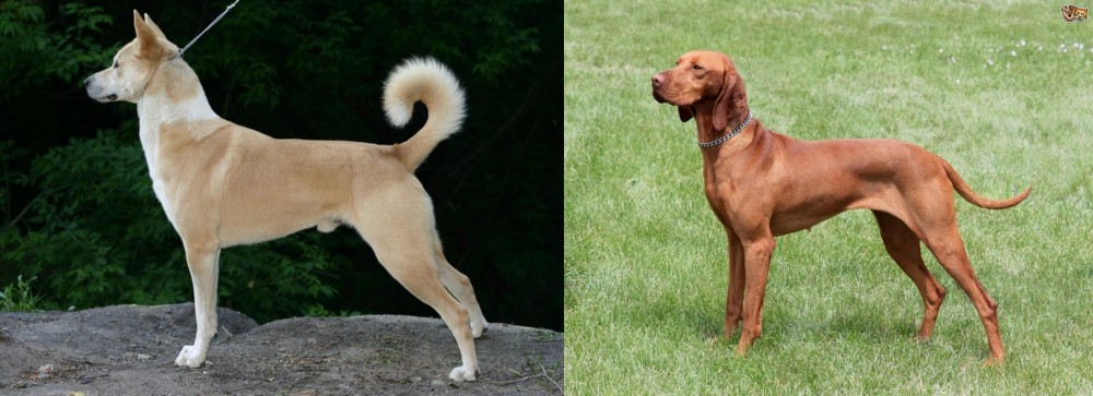 Hungarian Vizsla vs Canaan Dog - Breed Comparison