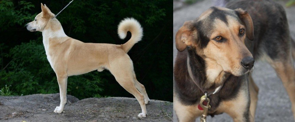 Huntaway vs Canaan Dog - Breed Comparison