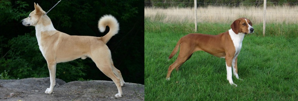 Hygenhund vs Canaan Dog - Breed Comparison