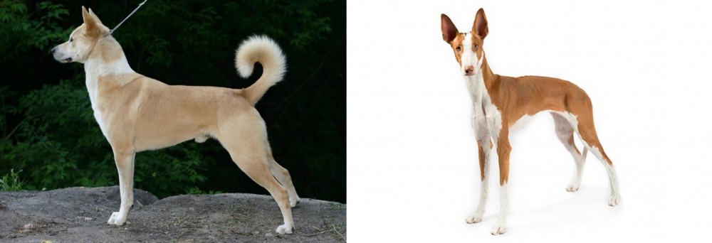 Ibizan Hound vs Canaan Dog - Breed Comparison