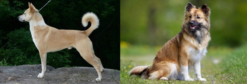 Icelandic Sheepdog vs Canaan Dog - Breed Comparison