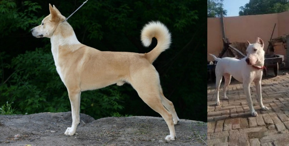 Indian Bull Terrier vs Canaan Dog - Breed Comparison