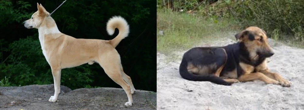 Indian Pariah Dog vs Canaan Dog - Breed Comparison