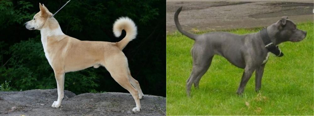 Irish Bull Terrier vs Canaan Dog - Breed Comparison