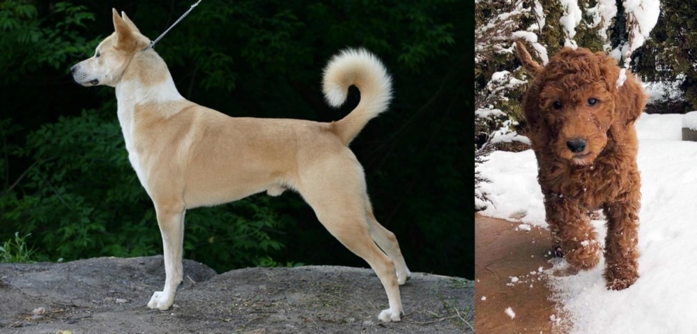 Irish Doodles vs Canaan Dog - Breed Comparison