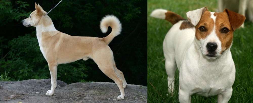 Irish Jack Russell vs Canaan Dog - Breed Comparison