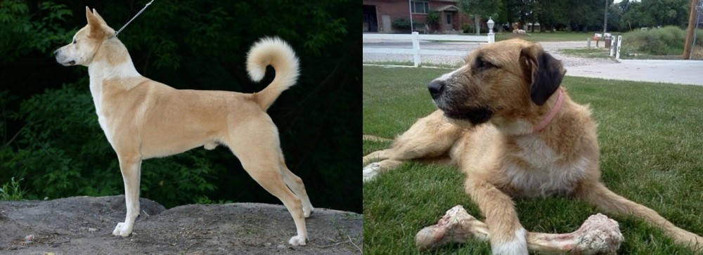 Irish Mastiff Hound vs Canaan Dog - Breed Comparison