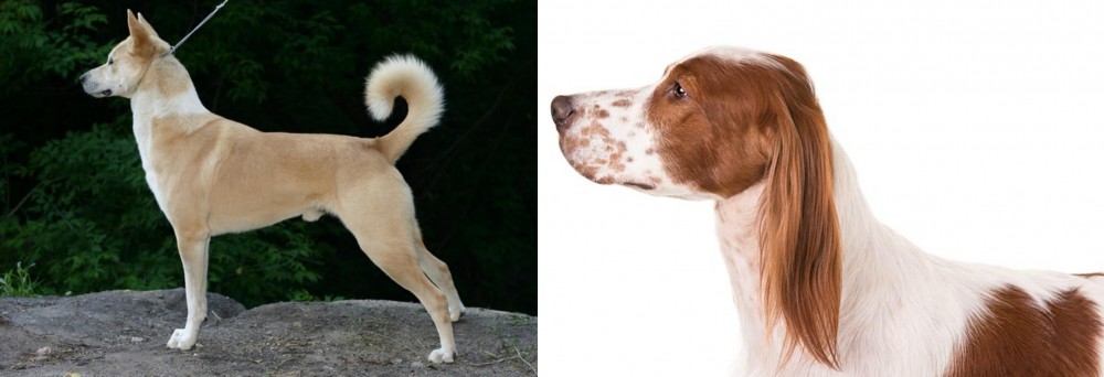 Irish Red and White Setter vs Canaan Dog - Breed Comparison