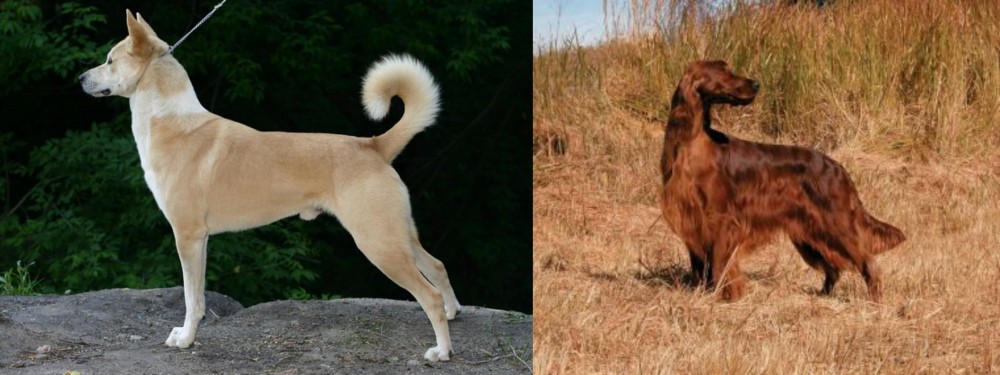 Irish Setter vs Canaan Dog - Breed Comparison