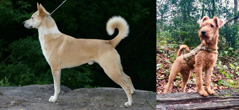 Irish Terrier vs Canaan Dog - Breed Comparison
