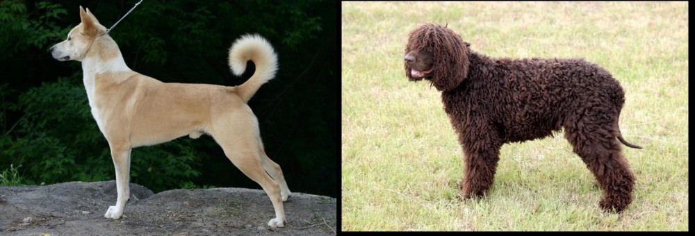 Irish Water Spaniel vs Canaan Dog - Breed Comparison