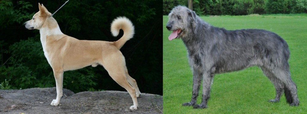 Irish Wolfhound vs Canaan Dog - Breed Comparison