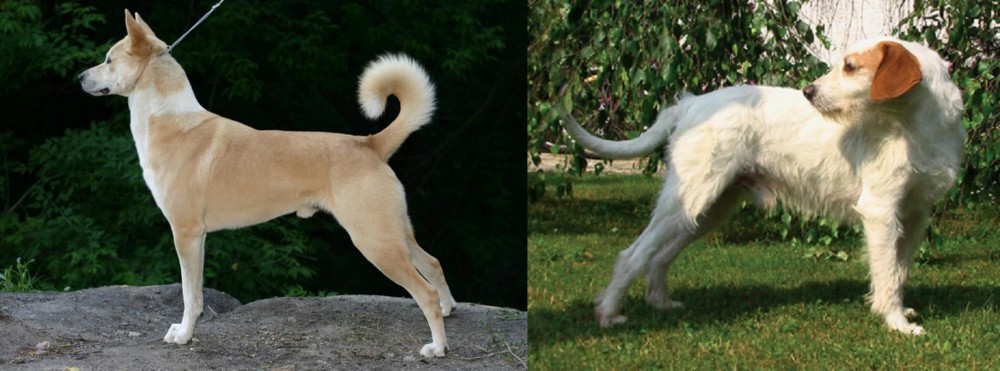 Istarski Ostrodlaki Gonic vs Canaan Dog - Breed Comparison