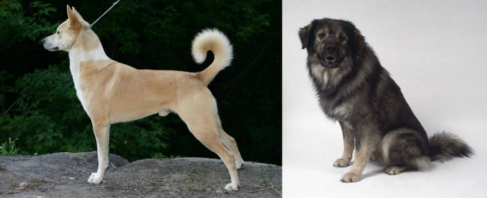 Istrian Sheepdog vs Canaan Dog - Breed Comparison