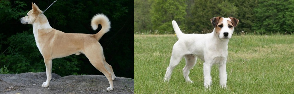 Jack Russell Terrier vs Canaan Dog - Breed Comparison