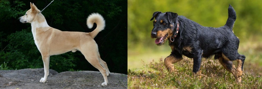 Jagdterrier vs Canaan Dog - Breed Comparison