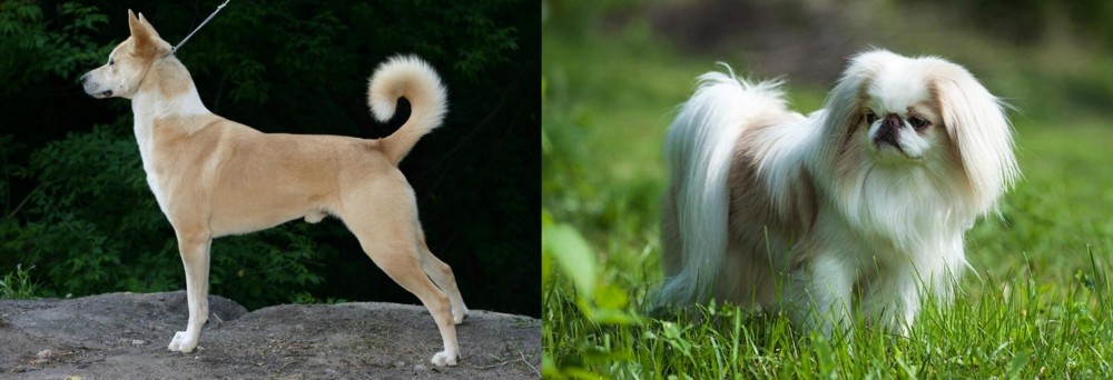 Japanese Chin vs Canaan Dog - Breed Comparison
