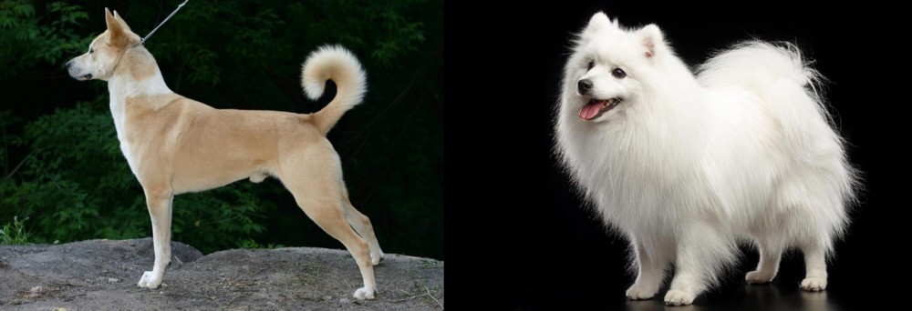 Japanese Spitz vs Canaan Dog - Breed Comparison