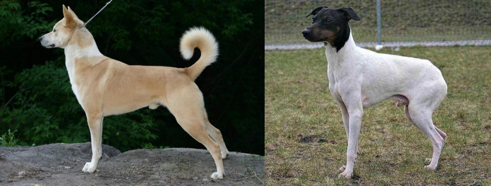 Japanese Terrier vs Canaan Dog - Breed Comparison