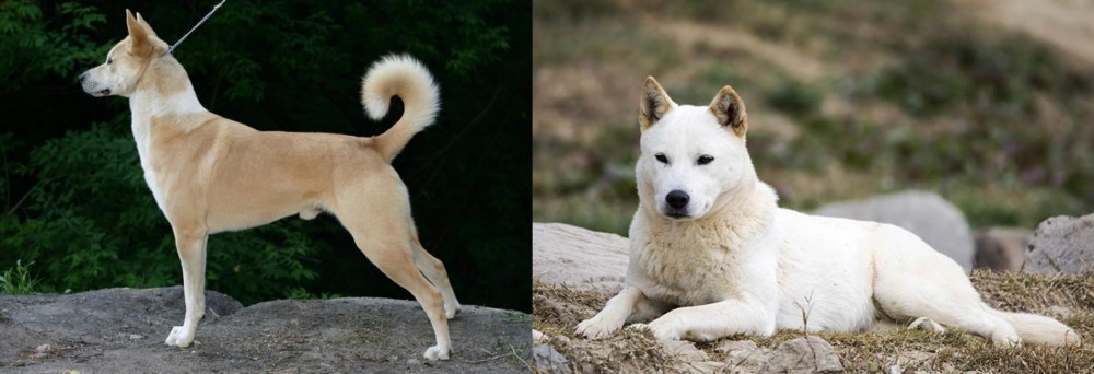 Jindo vs Canaan Dog - Breed Comparison