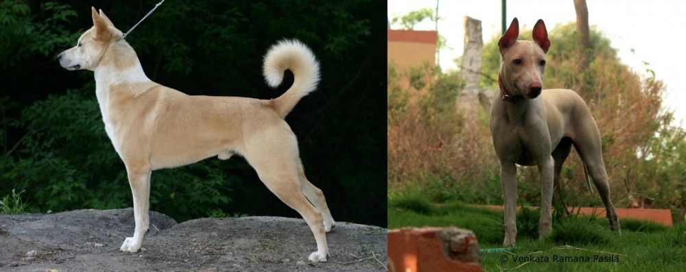 Jonangi vs Canaan Dog - Breed Comparison