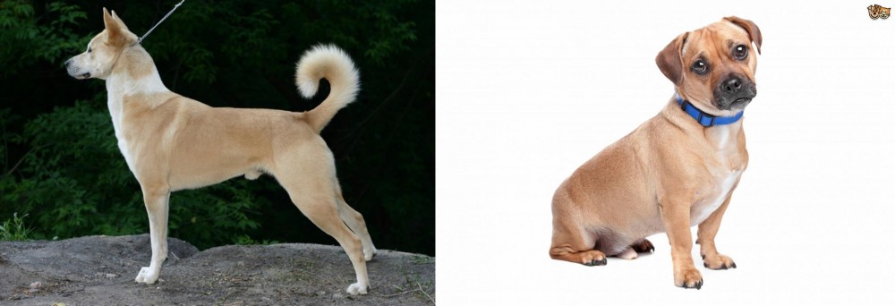 Jug vs Canaan Dog - Breed Comparison