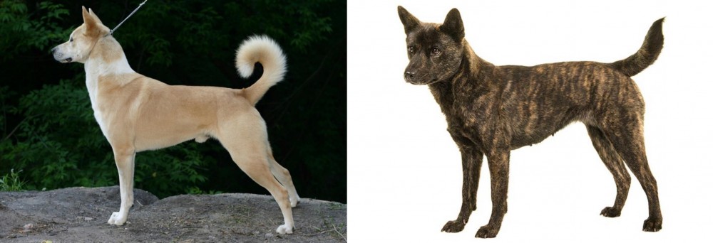 Kai Ken vs Canaan Dog - Breed Comparison