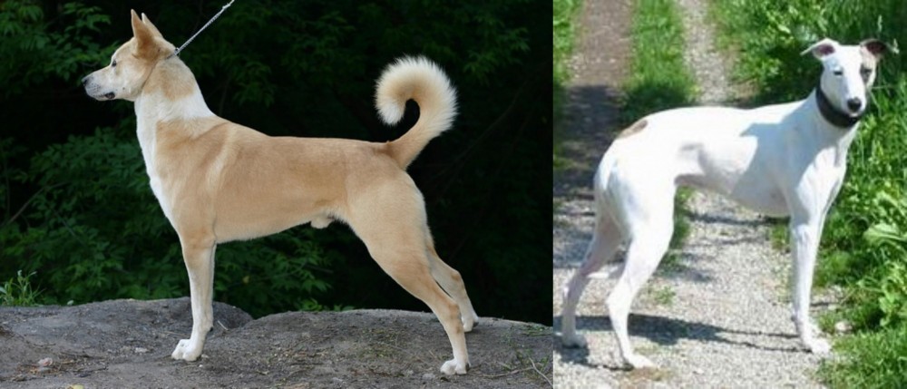 Kaikadi vs Canaan Dog - Breed Comparison