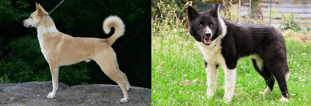 Karelian Bear Dog vs Canaan Dog - Breed Comparison