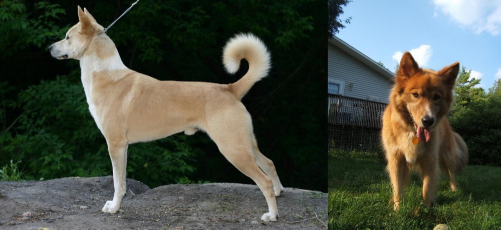 Karelo-Finnish Laika vs Canaan Dog - Breed Comparison