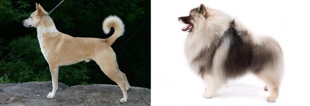 Keeshond vs Canaan Dog - Breed Comparison
