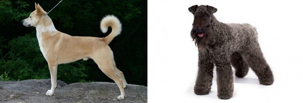 Kerry Blue Terrier vs Canaan Dog - Breed Comparison