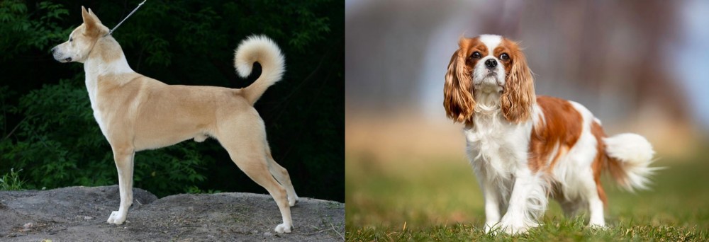 King Charles Spaniel vs Canaan Dog - Breed Comparison