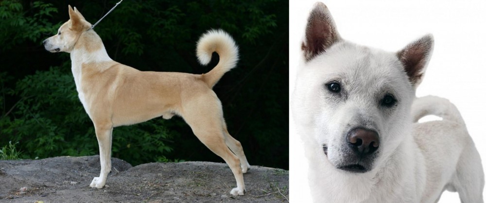 Kishu vs Canaan Dog - Breed Comparison
