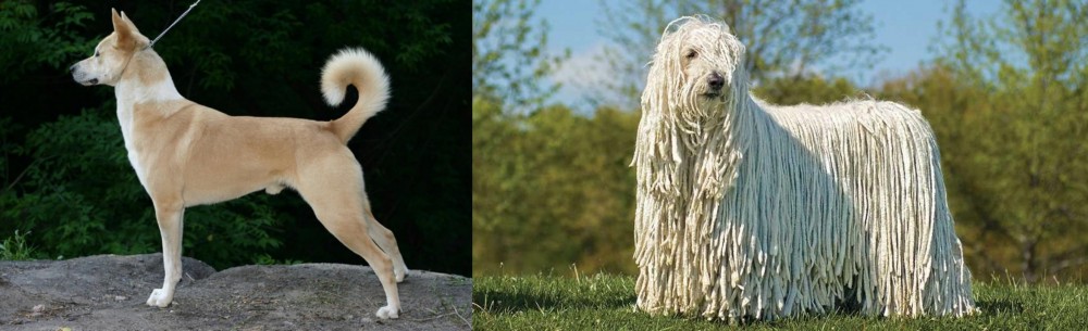 Komondor vs Canaan Dog - Breed Comparison