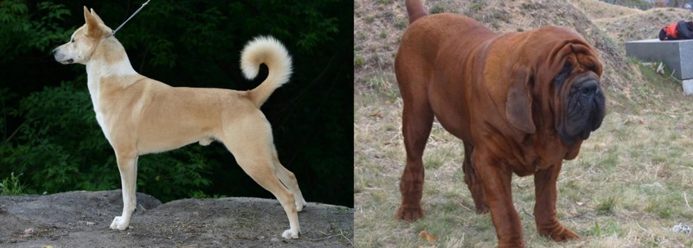 Korean Mastiff vs Canaan Dog - Breed Comparison