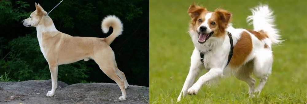 Kromfohrlander vs Canaan Dog - Breed Comparison