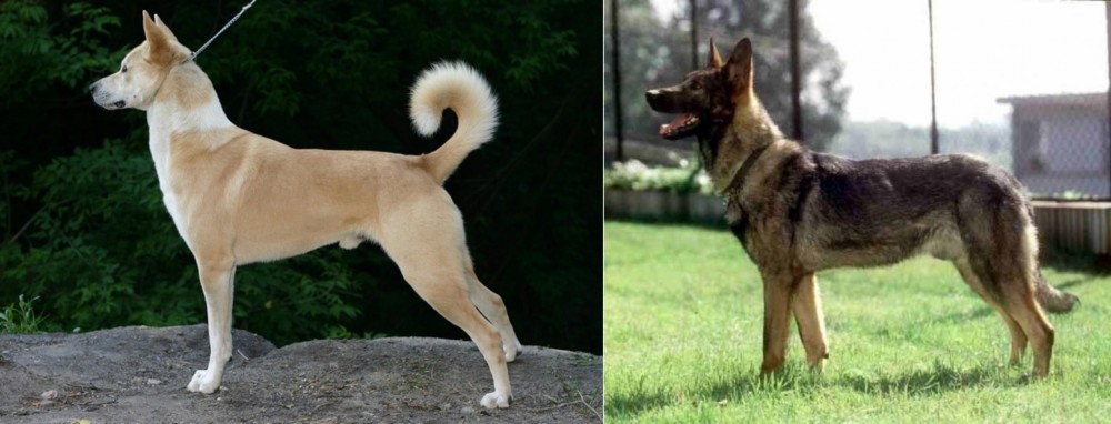 Kunming Dog vs Canaan Dog - Breed Comparison