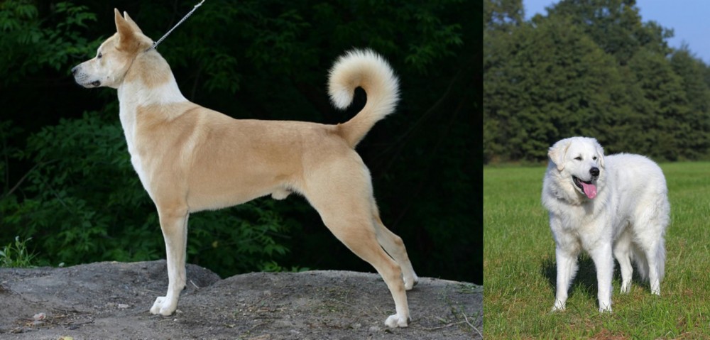 Kuvasz vs Canaan Dog - Breed Comparison