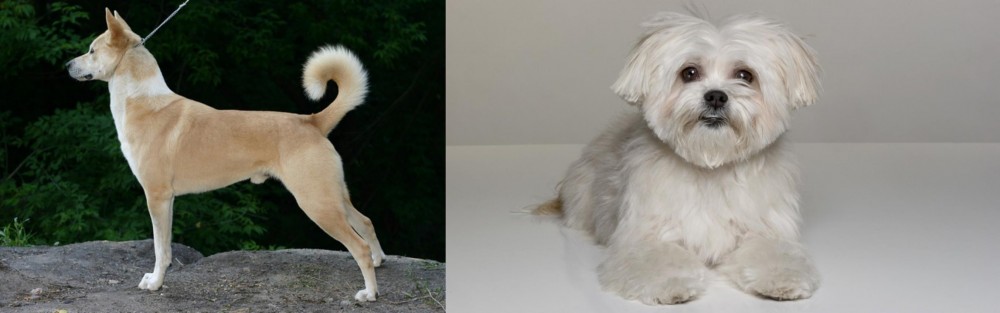 Kyi-Leo vs Canaan Dog - Breed Comparison
