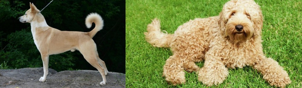 Labradoodle vs Canaan Dog - Breed Comparison