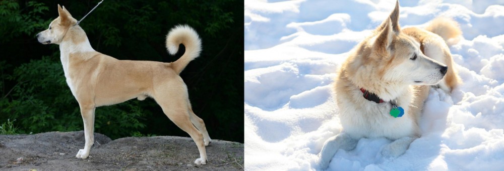 Labrador Husky vs Canaan Dog - Breed Comparison